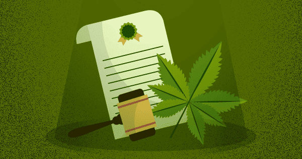 Ligji për kanabisin, potenciali ekonomik dhe sfidat sociale